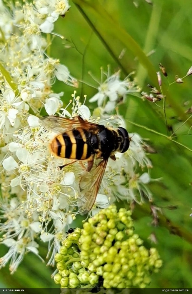 Ziedmuša Sericomyia silentis