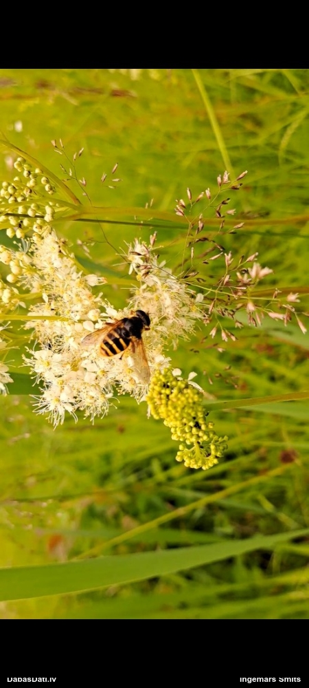 Ziedmuša Sericomyia silentis