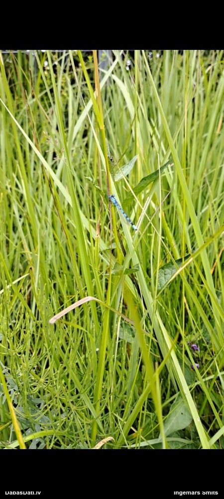 Spāre (nenoteikta)