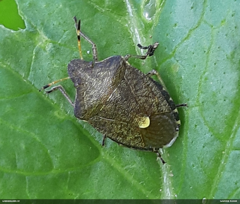 Vairogblakts Peribalus strictus