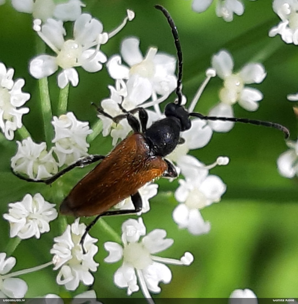 Koksngrauzis Pseudovadonia livida