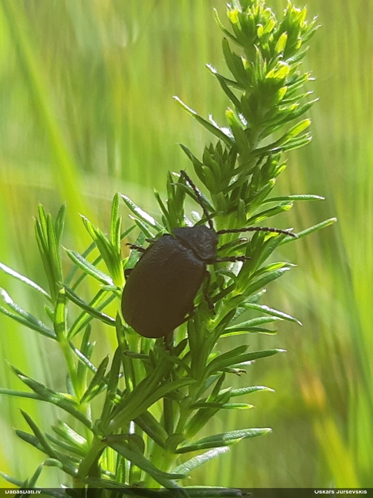 Lapgrauzis Galeruca tanaceti