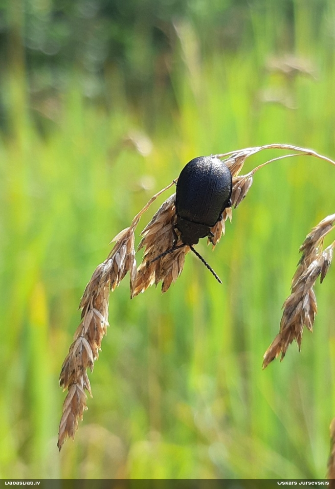 Lapgrauzis Galeruca tanaceti