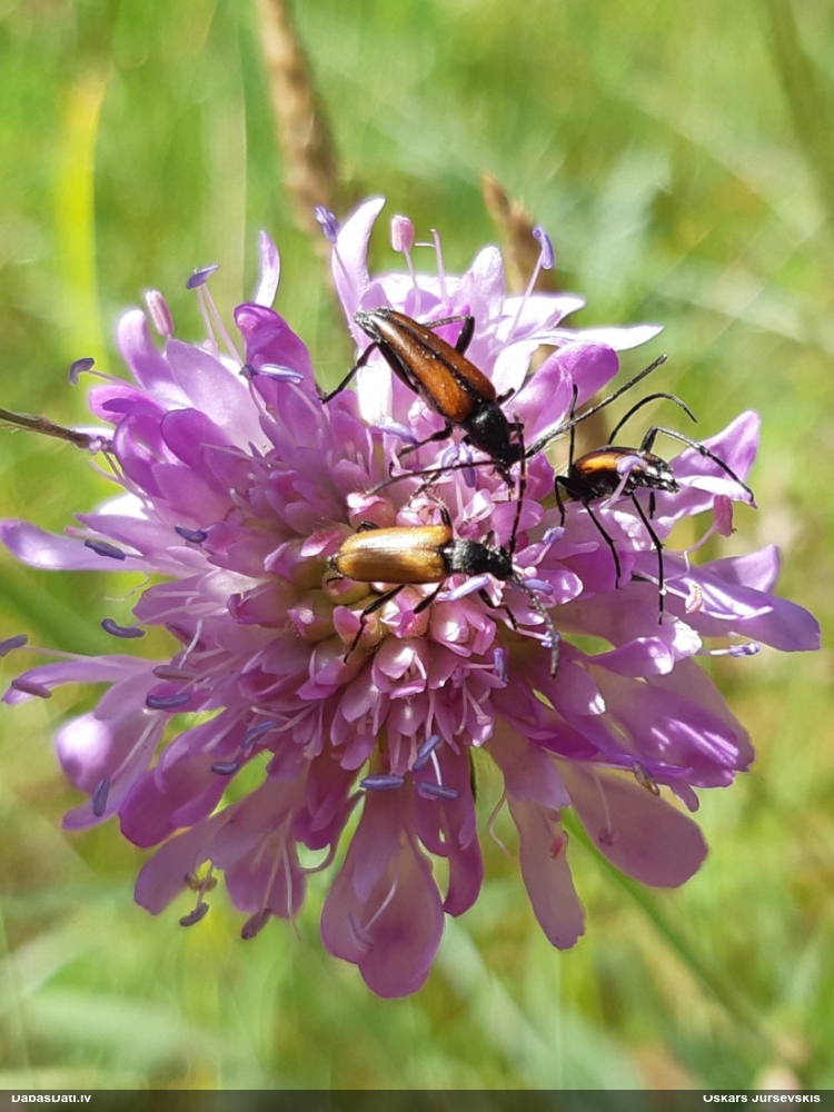 Koksngrauzis Stictoleptura maculicornis