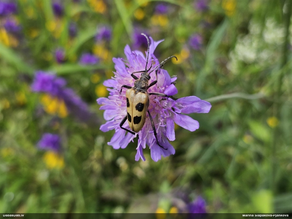 Koksngrauzis Pachyta quadrimaculata