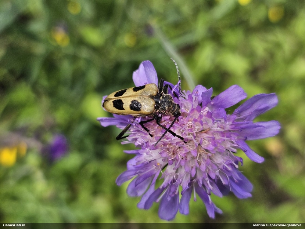 Koksngrauzis Pachyta quadrimaculata