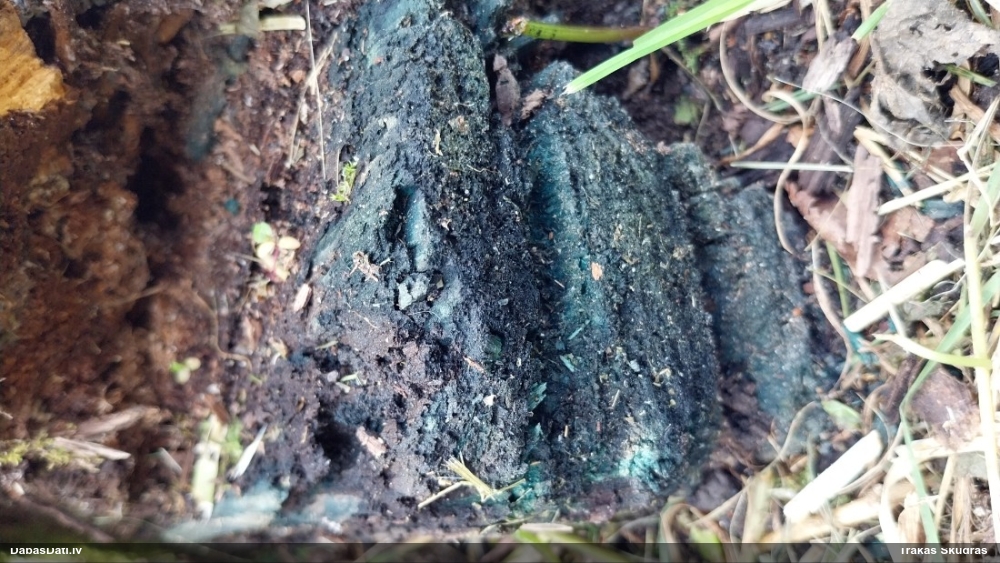 Zilzaļā hlorociborija