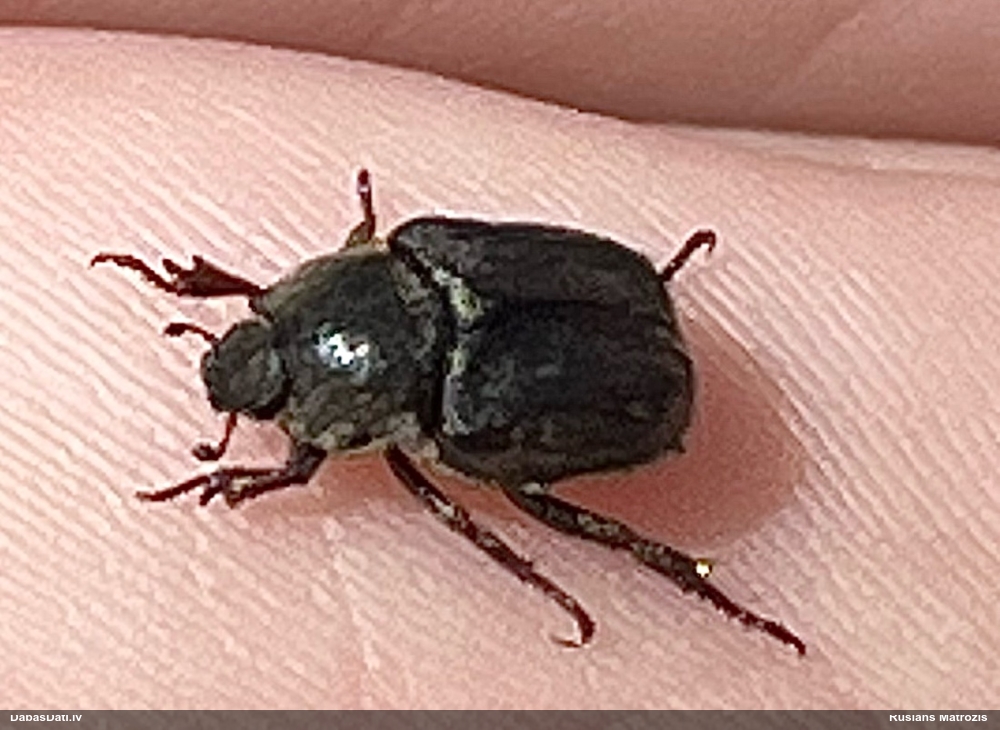 Vabole Hoplia graminicola