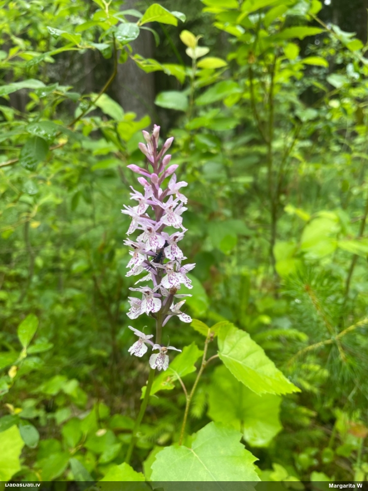 Common Spotted-orchid