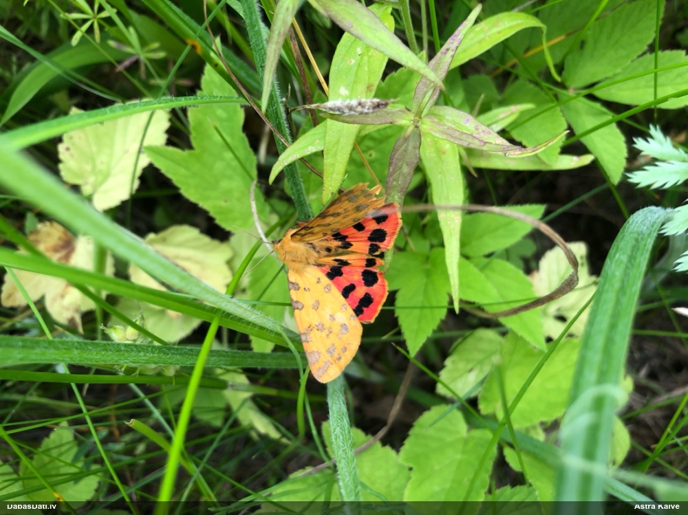 Purpura lācītis