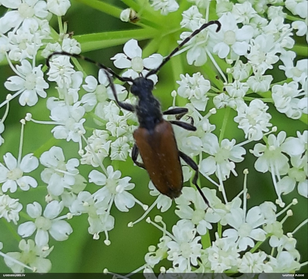 Koksngrauzis Stictoleptura maculicornis