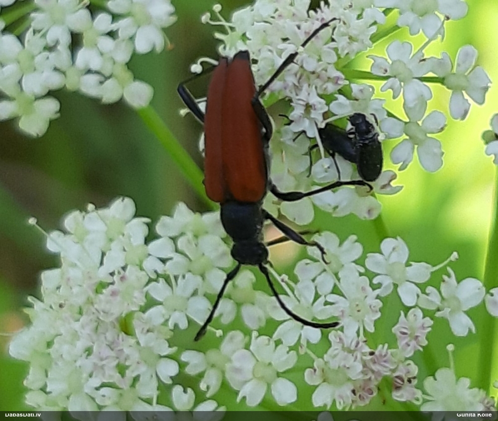 Koksngrauzis Anastrangalia sanguinolenta