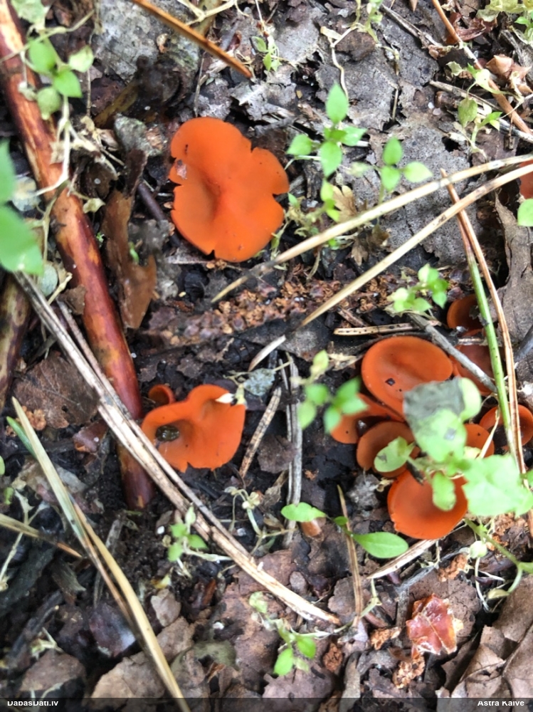 Zeltainā aleirija (oranžā spulgaine)