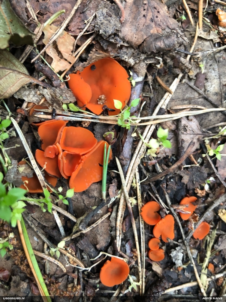 Zeltainā aleirija (oranžā spulgaine)