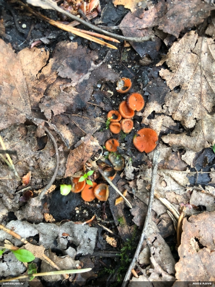 Zeltainā aleirija (oranžā spulgaine)