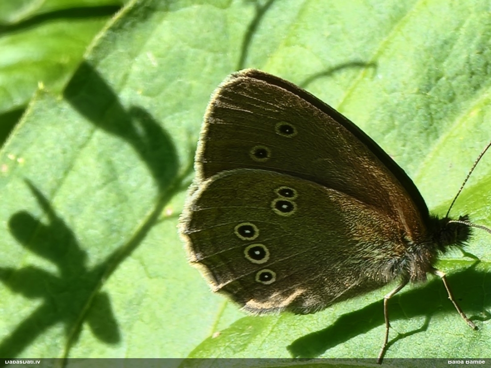 Parastais samtenis