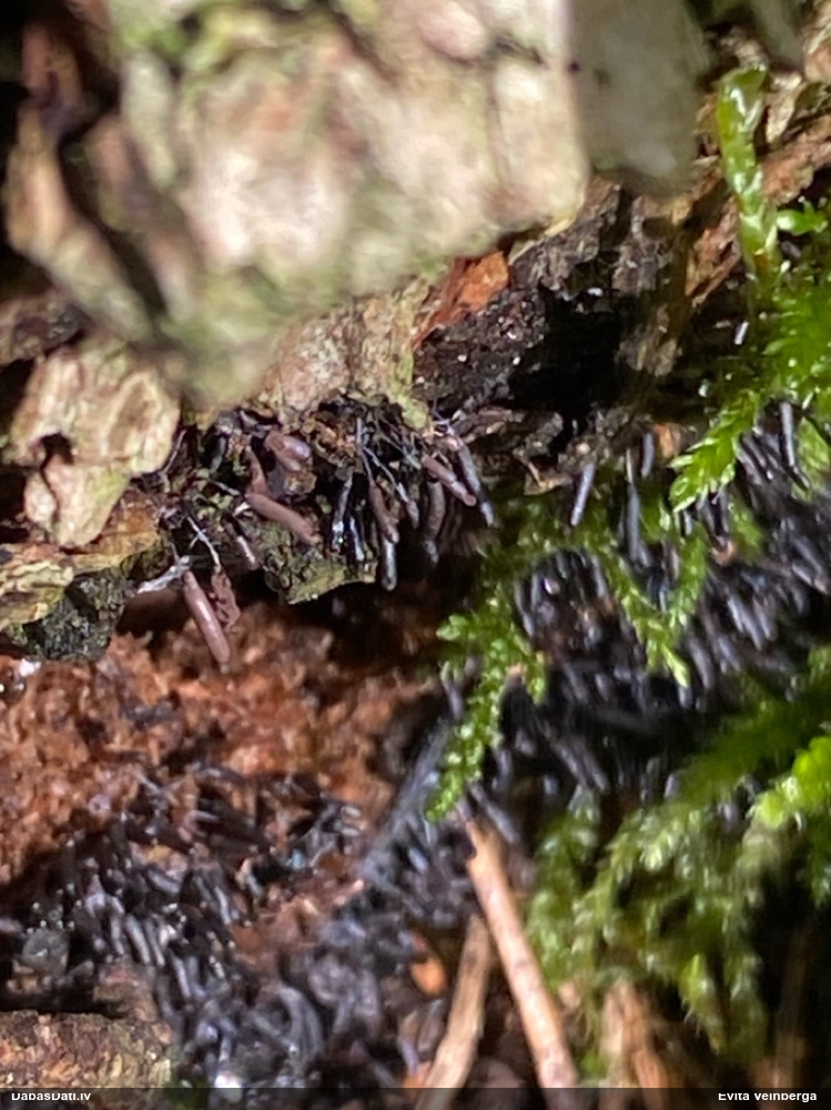 Gļotsēne (nenoteikta)