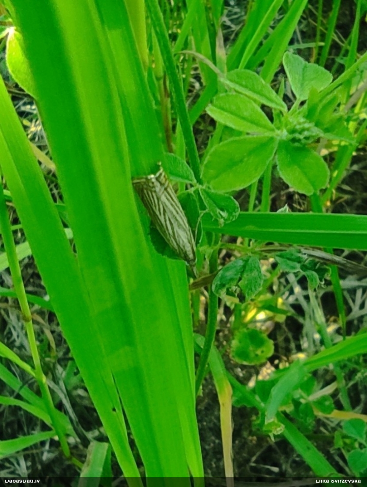 Zāļsvilnis Chrysoteuchia culmella