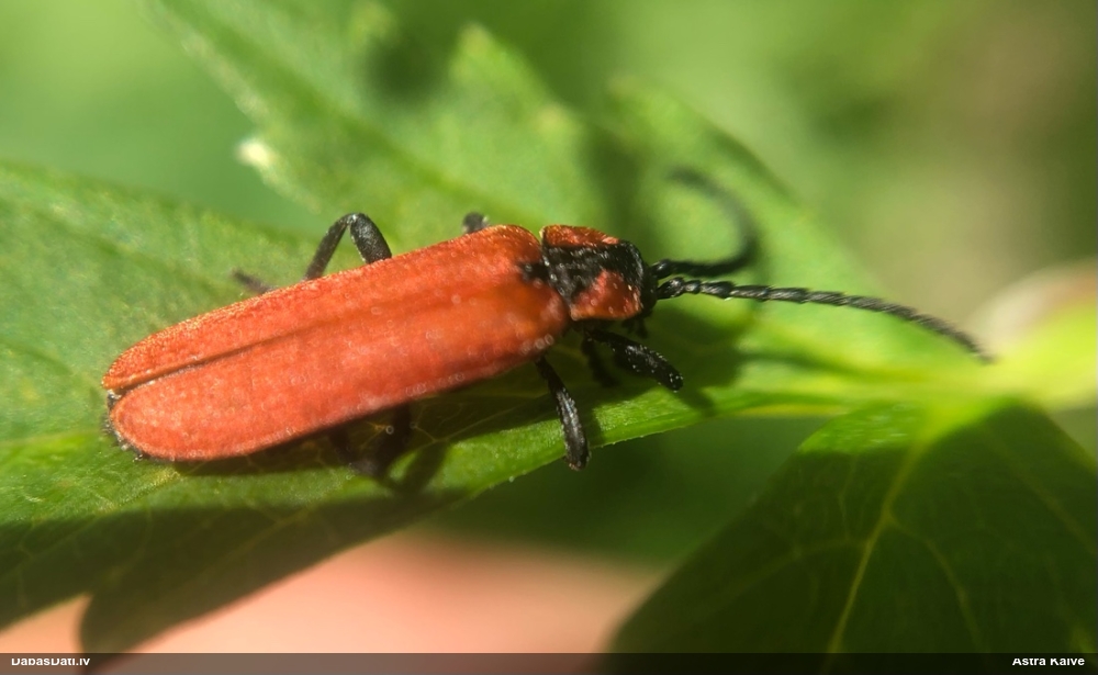 Sarkanspārnis Lygistopterus sanguineus