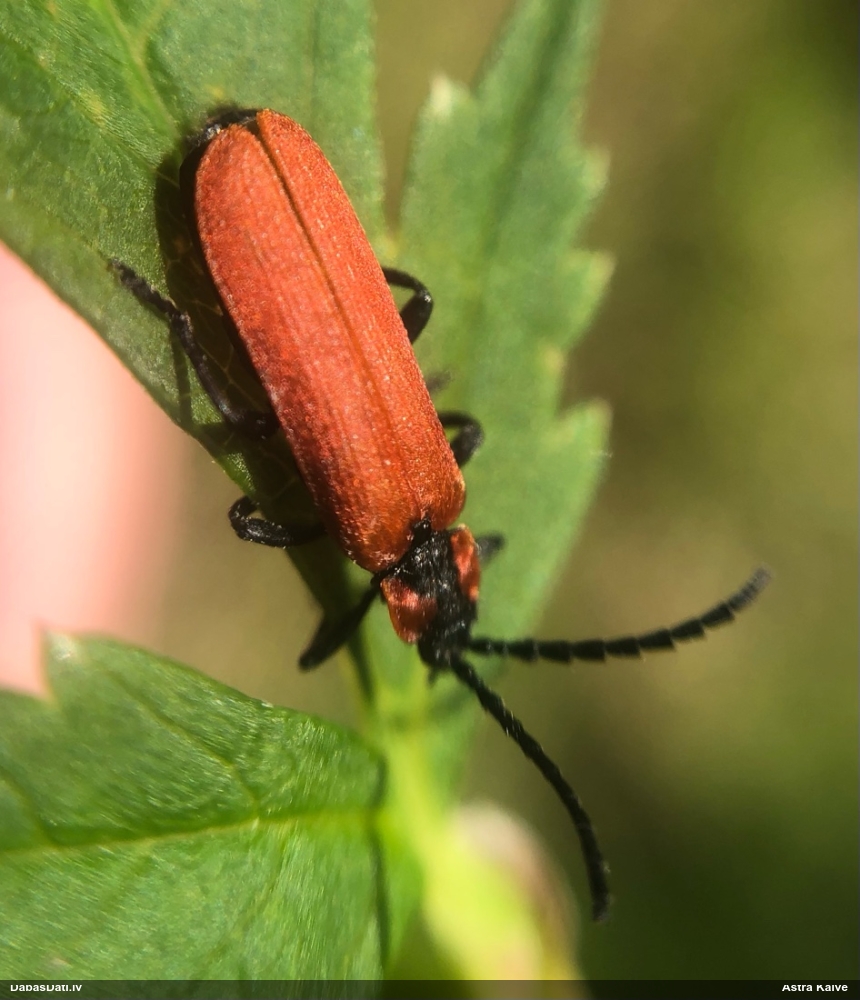 Sarkanspārnis Lygistopterus sanguineus