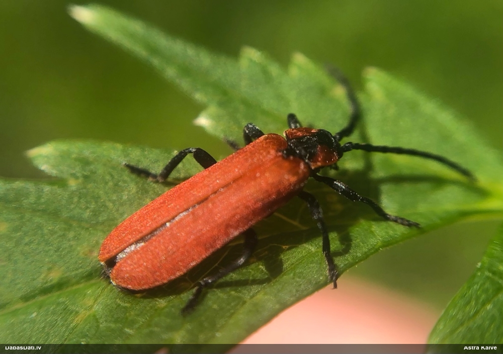 Sarkanspārnis Lygistopterus sanguineus
