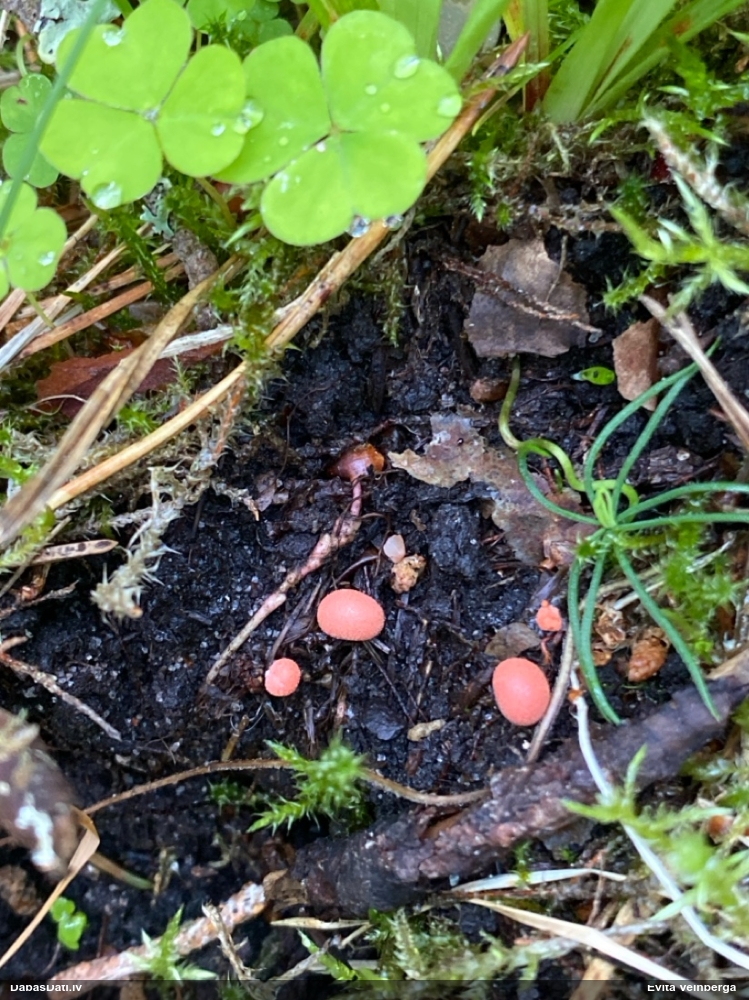 Vilkpienaine (nenoteikta)