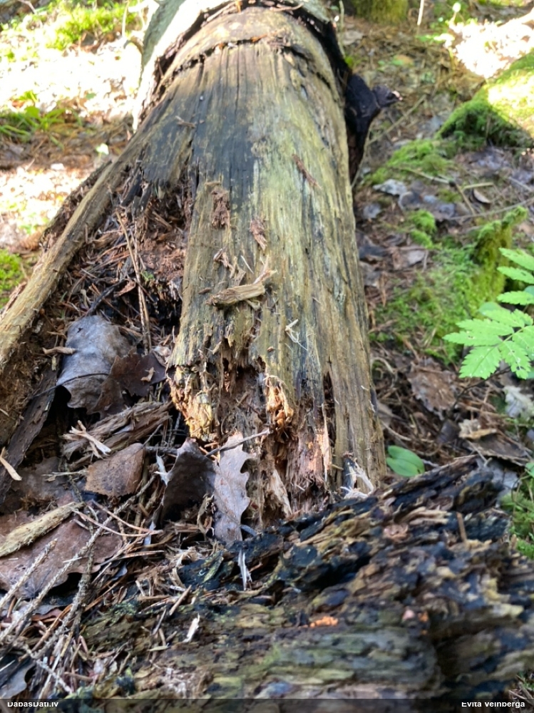 Maldinošā kājpilīte (bij. maldinošā trihija)