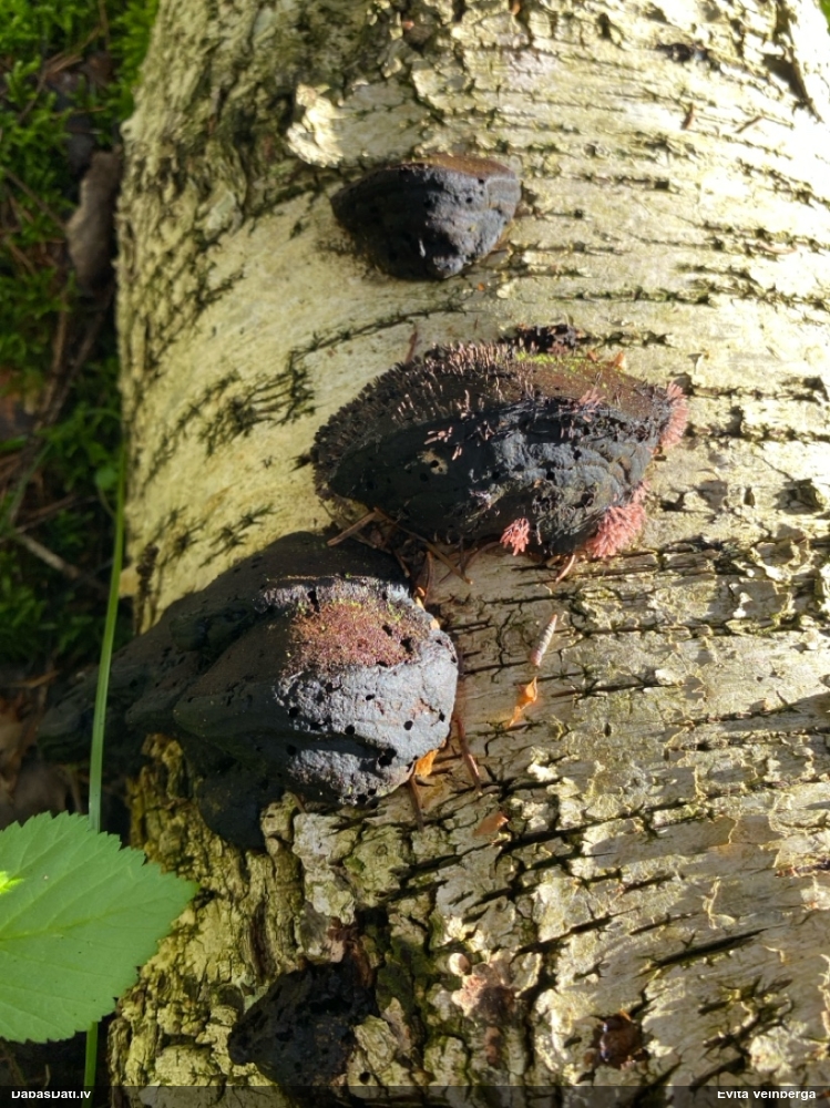 Sudrabainā cilindrīte