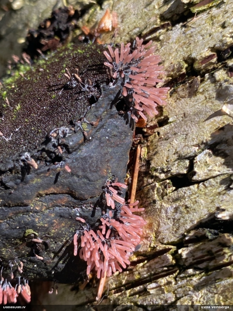 Sudrabainā cilindrīte