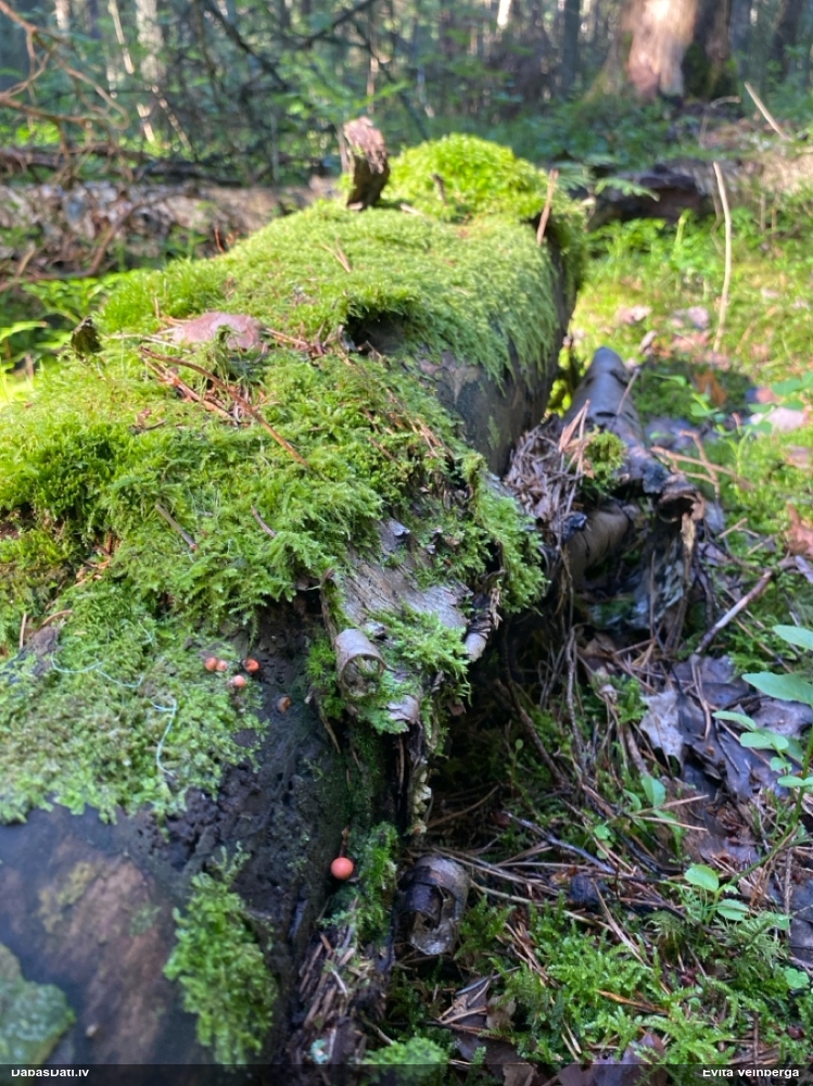 Vilkpienaine (nenoteikta)