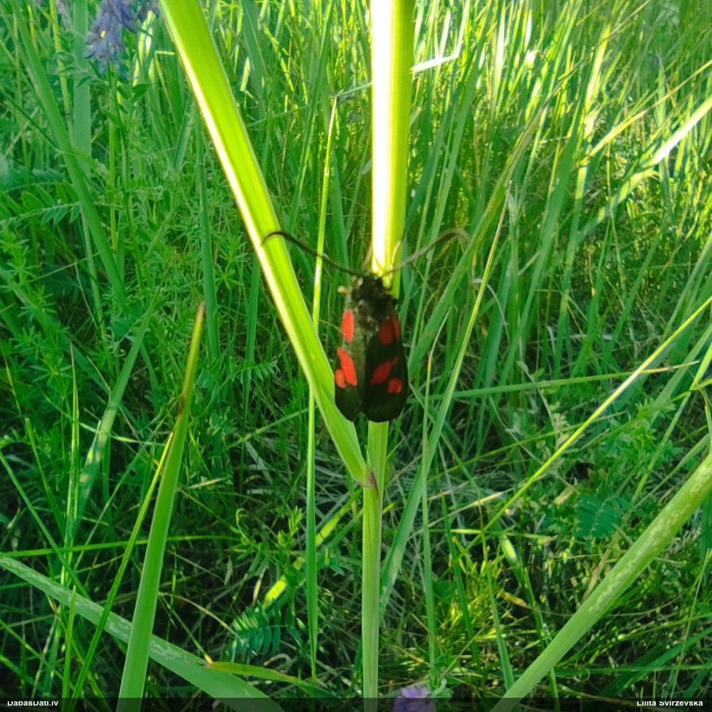 Raibspārnis Zygaena sp.