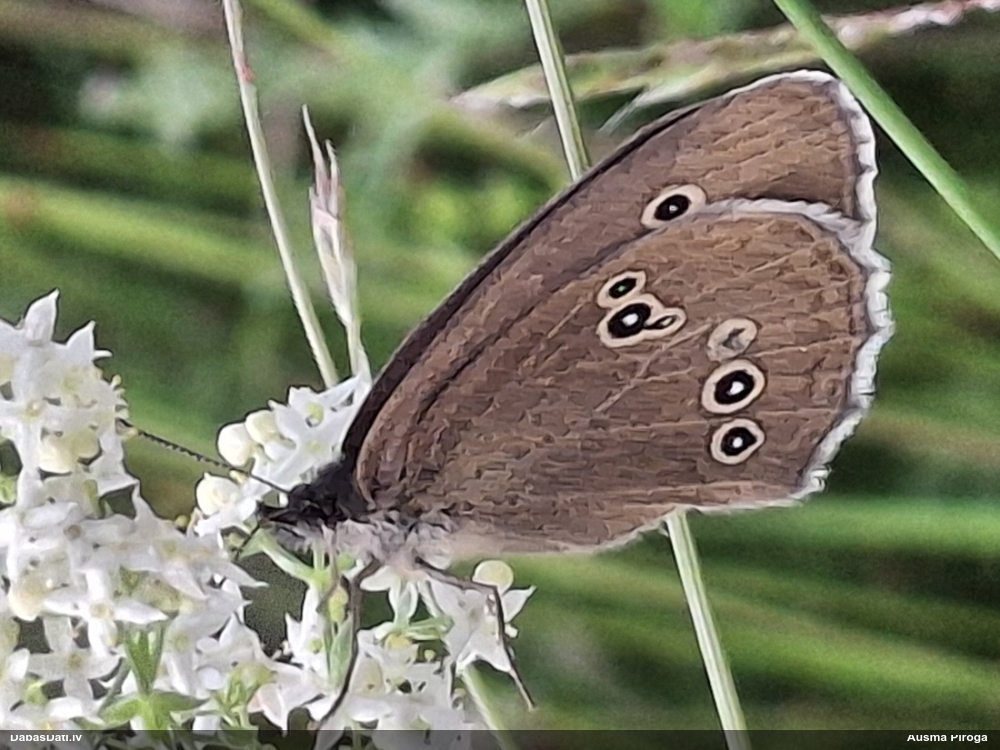 Parastais samtenis