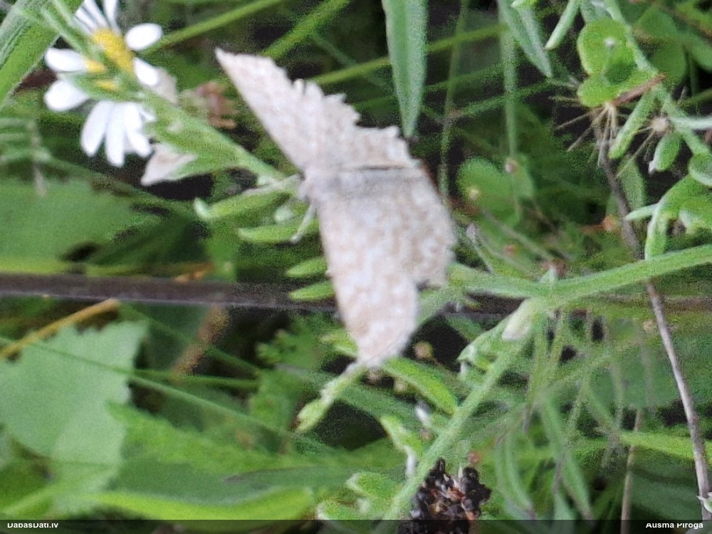 Pelašķu mazsprīžmetis