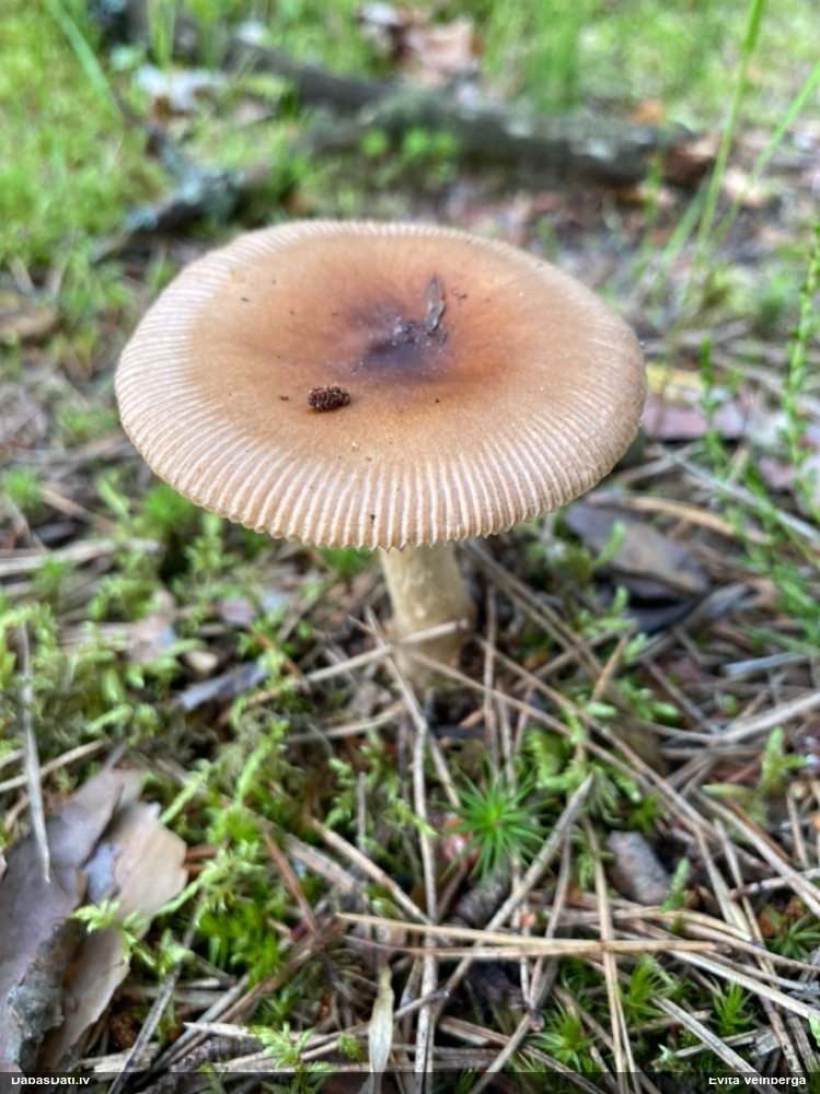 Makstsēne, mušmire (nenoteikta)