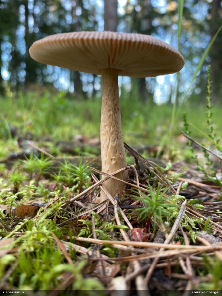 Makstsēne, mušmire (nenoteikta)