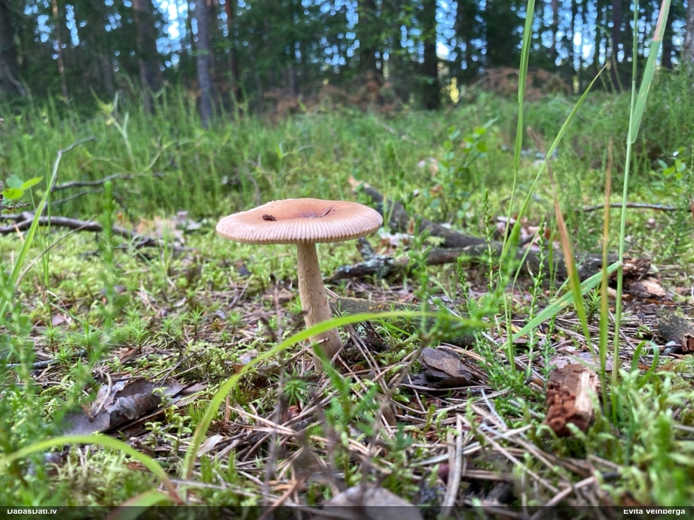 Makstsēne, mušmire (nenoteikta)