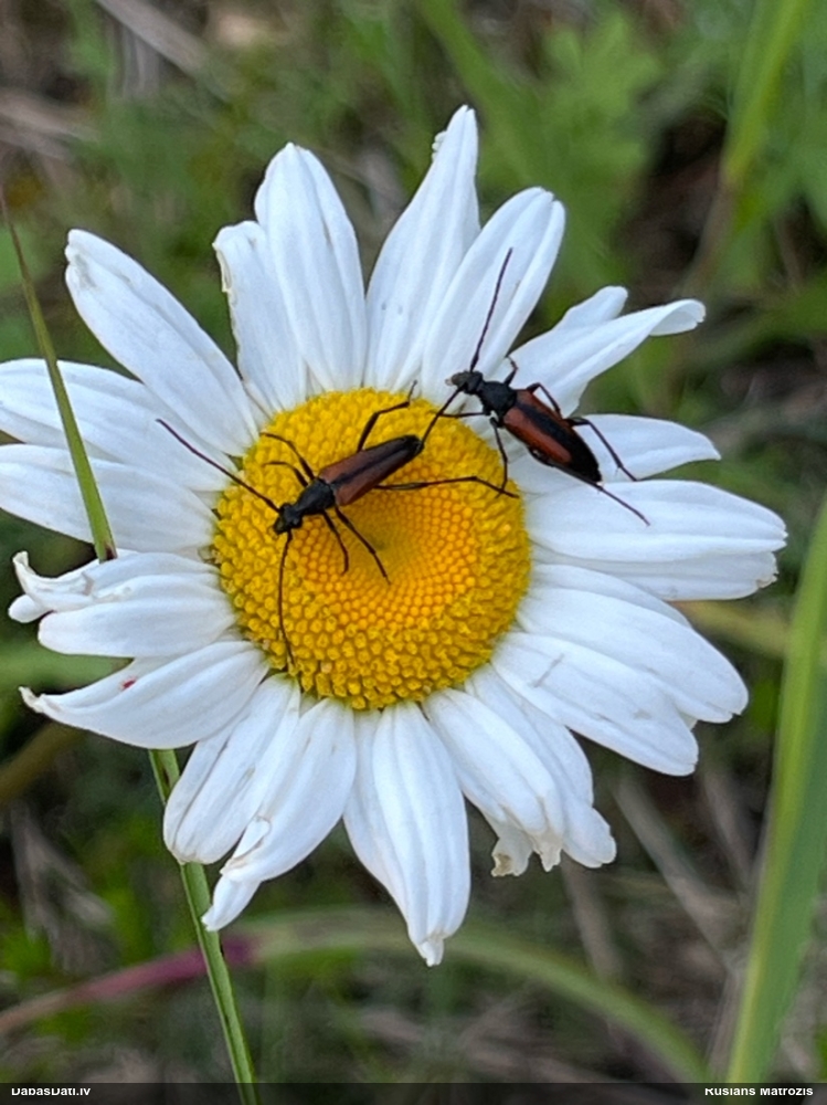 Koksngrauzis Stenurella melanura