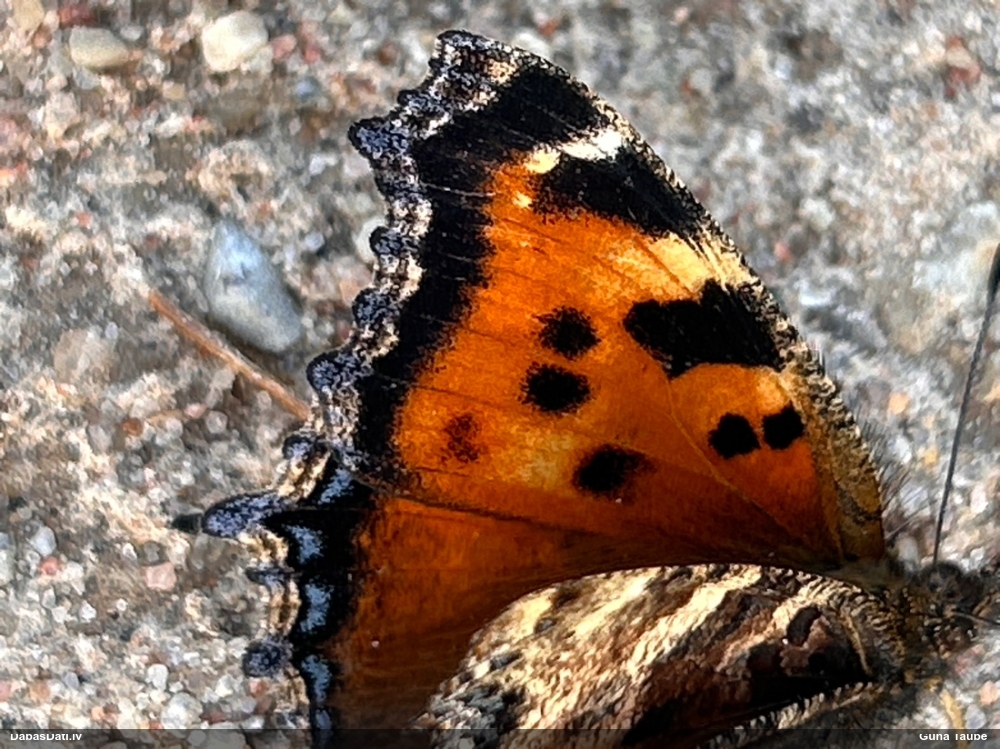 Kārklu raibenis
