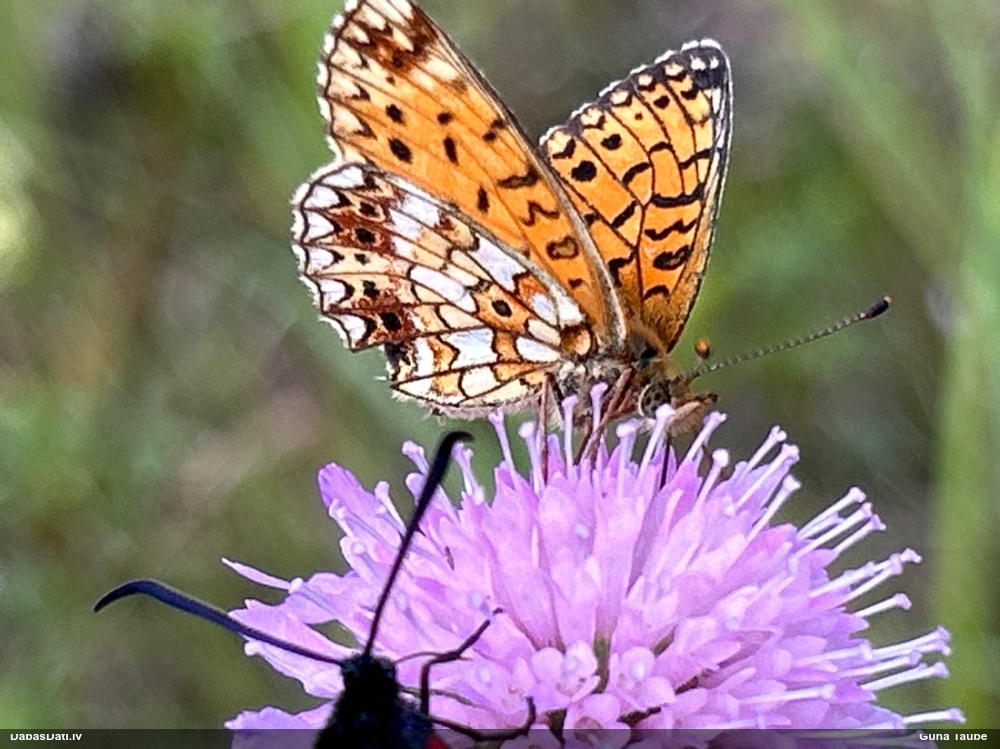 Parastais purvraibenis