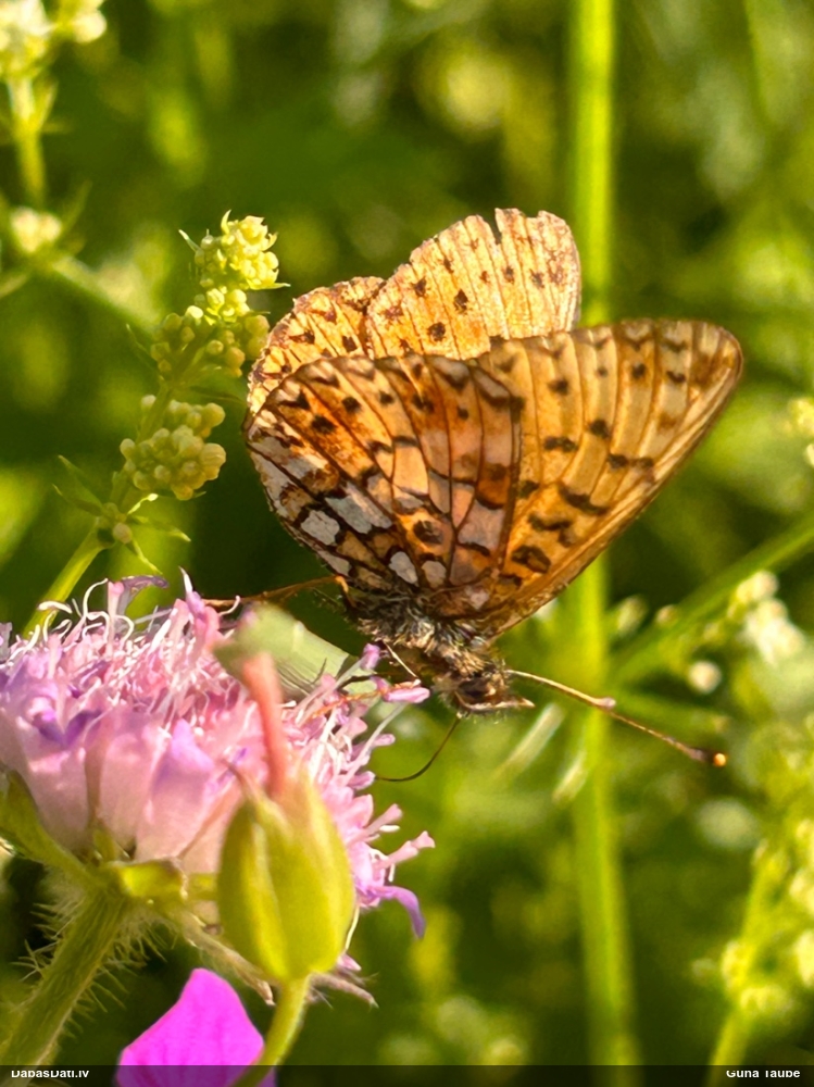 Parastais purvraibenis