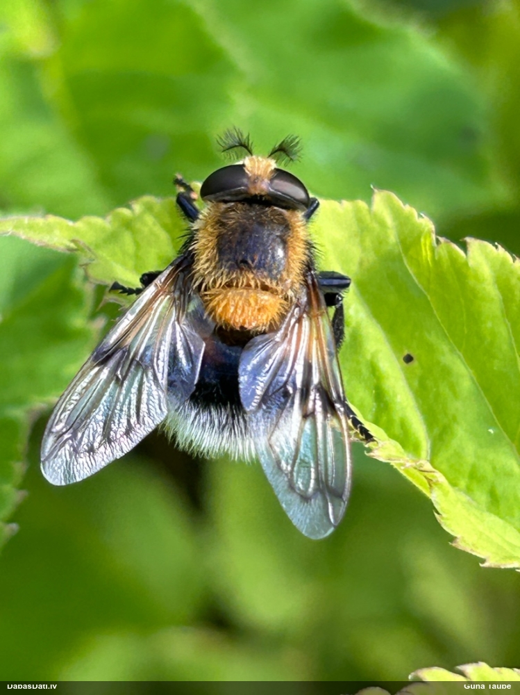 Ziedmuša Volucella bombylans
