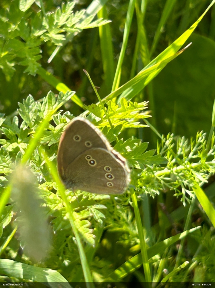 Parastais samtenis