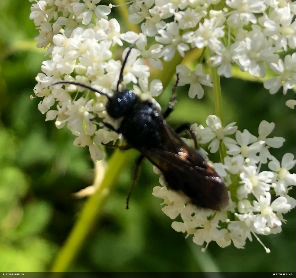 Kameņlapsene Mutilla sp.
