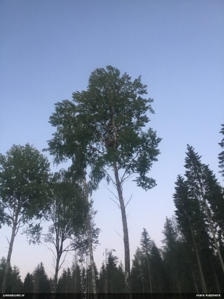 орлан-белохвост