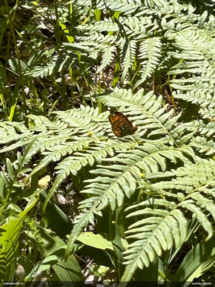 Parastais perlamutra raibenis