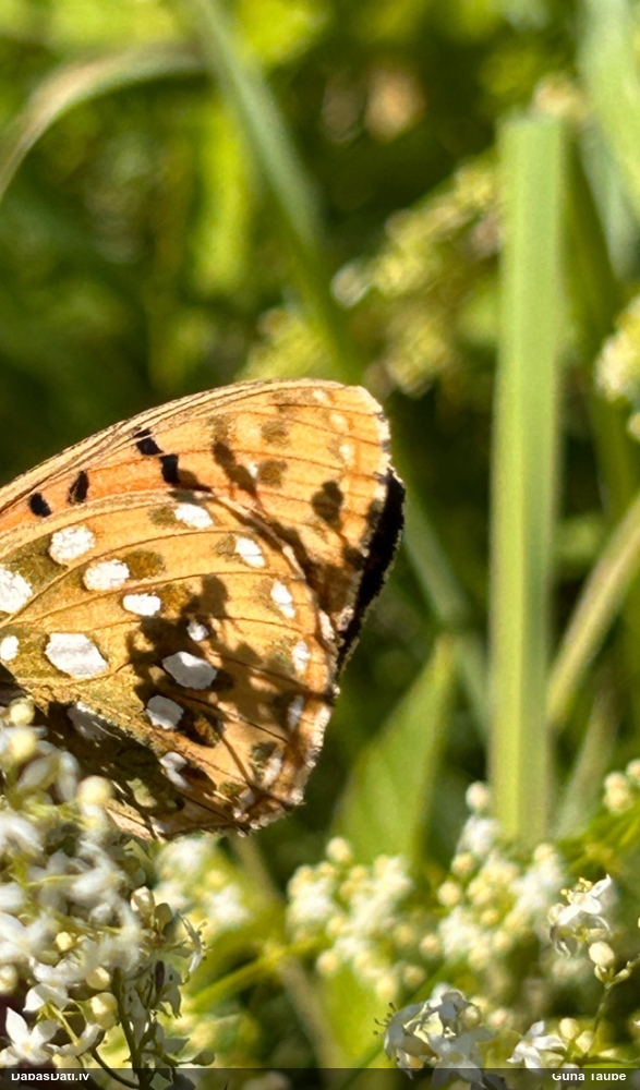 Parastais perlamutra raibenis