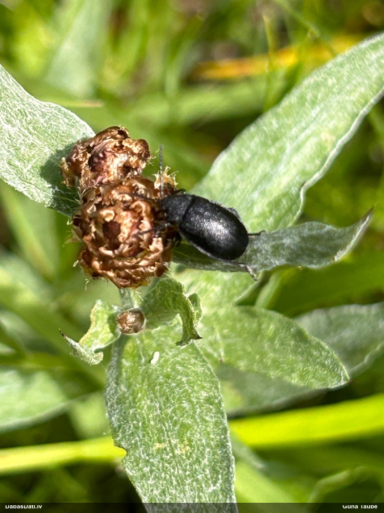Lapgrauzis Galeruca tanaceti