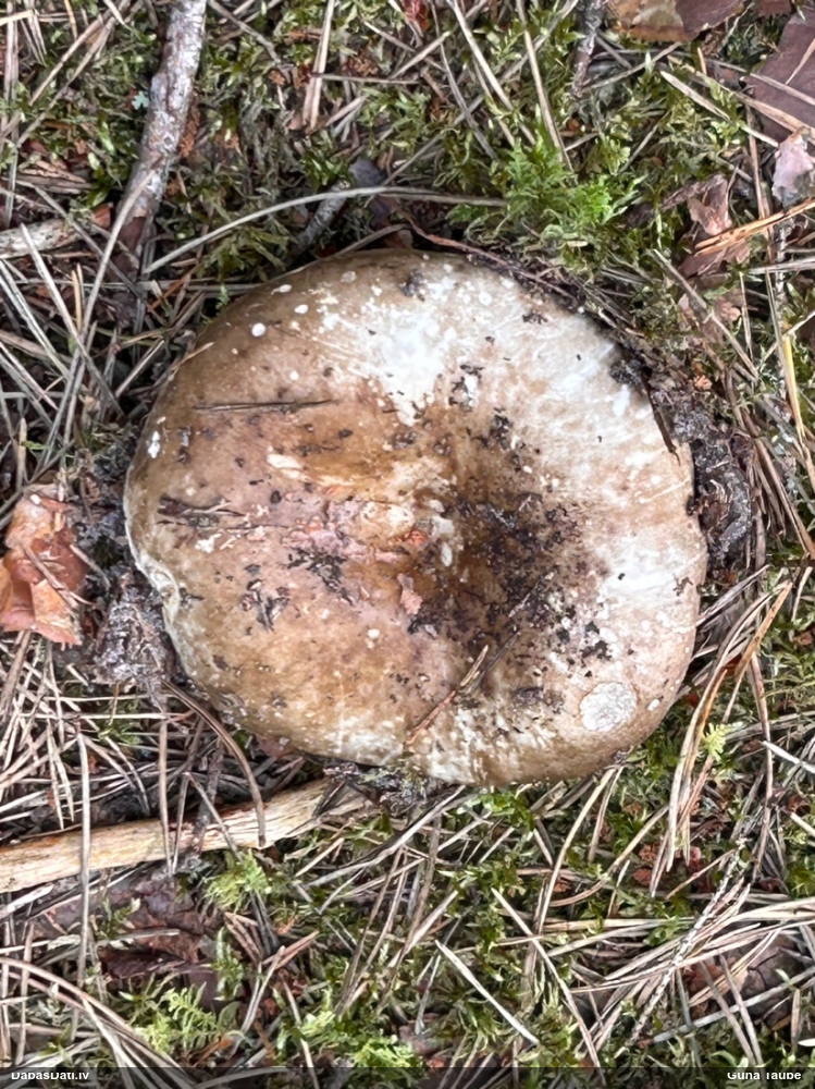 Bērzlape (nenoteikta)