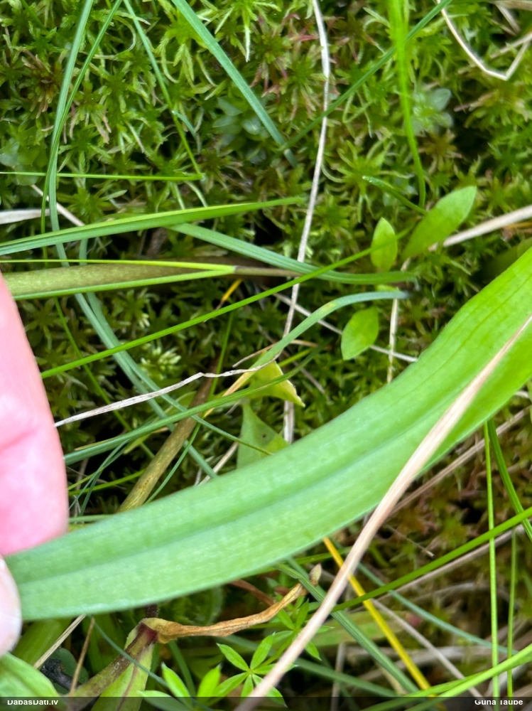 Sniegbaltā dzegužpirkstīte