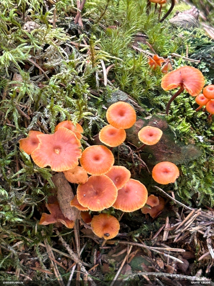 Zvaniņu sausdobīte